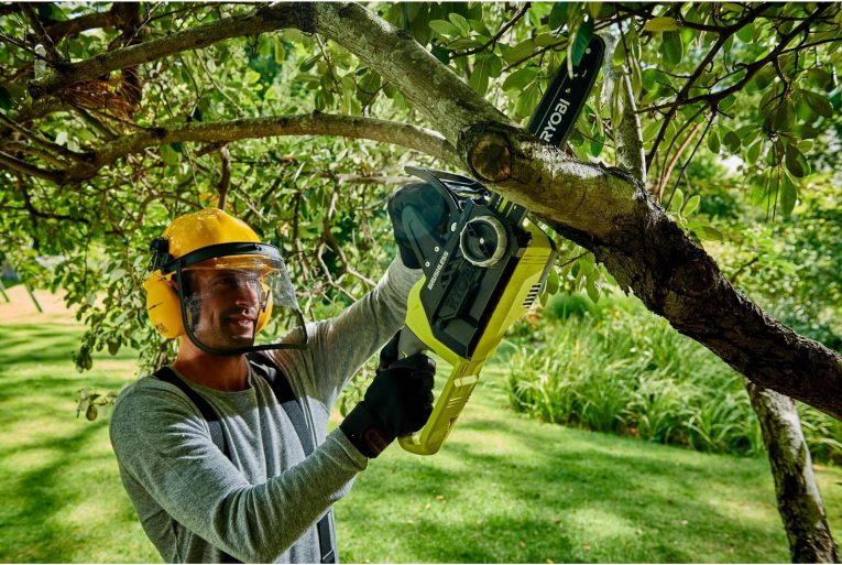 Quand abattre un arbre pour faire du bois de chauffage ?